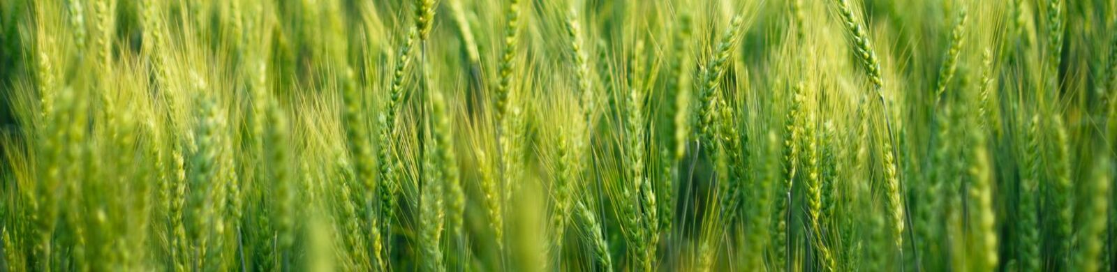 close up green barley field