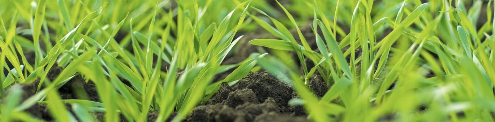 Young Wheat Sprouts Growing in the Field Close Up