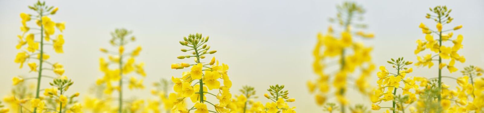 Flowering Rapeseed/Canola Field